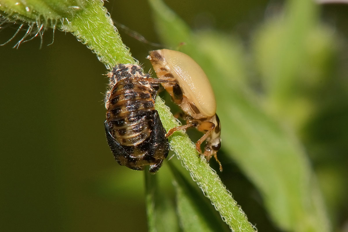 Metamorfosi di Hippodamia variegata, Coccinellidae